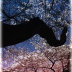 ふたりのイエスタデイ chapter04 / 花見2014