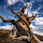 ビザール・ツリー選手権!45回戦