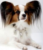 収集狂時代 第8巻 ペット用グッズ編