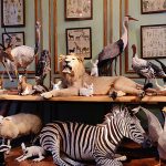 ビザール・ショップ選手権!48回戦