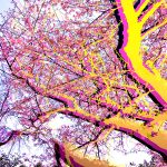 Holidays In The 散歩 千鳥ヶ淵公園