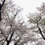 Holidays In The 散歩 大倉山公園