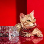 収集狂時代 第27巻 ペット用グッズ編#02